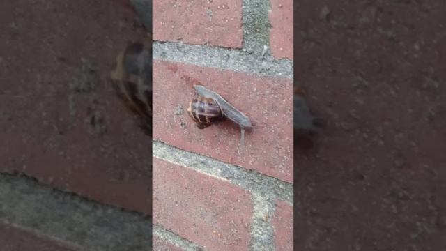 🐌 🐌 🐌 Улитки вышли на прогулку, после дождя☔ смотреть онлайн
