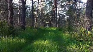 12-04-2025 Матрица жизни, здоровья и молодости. Гаряев.