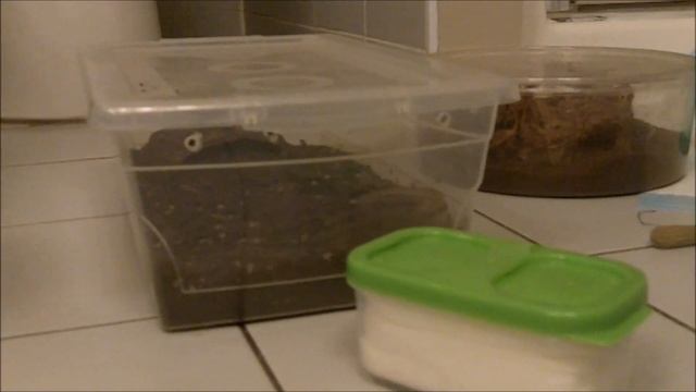 Unboxing a MM Grammostola sp Concepcion from Paul Jen смотреть онлайн