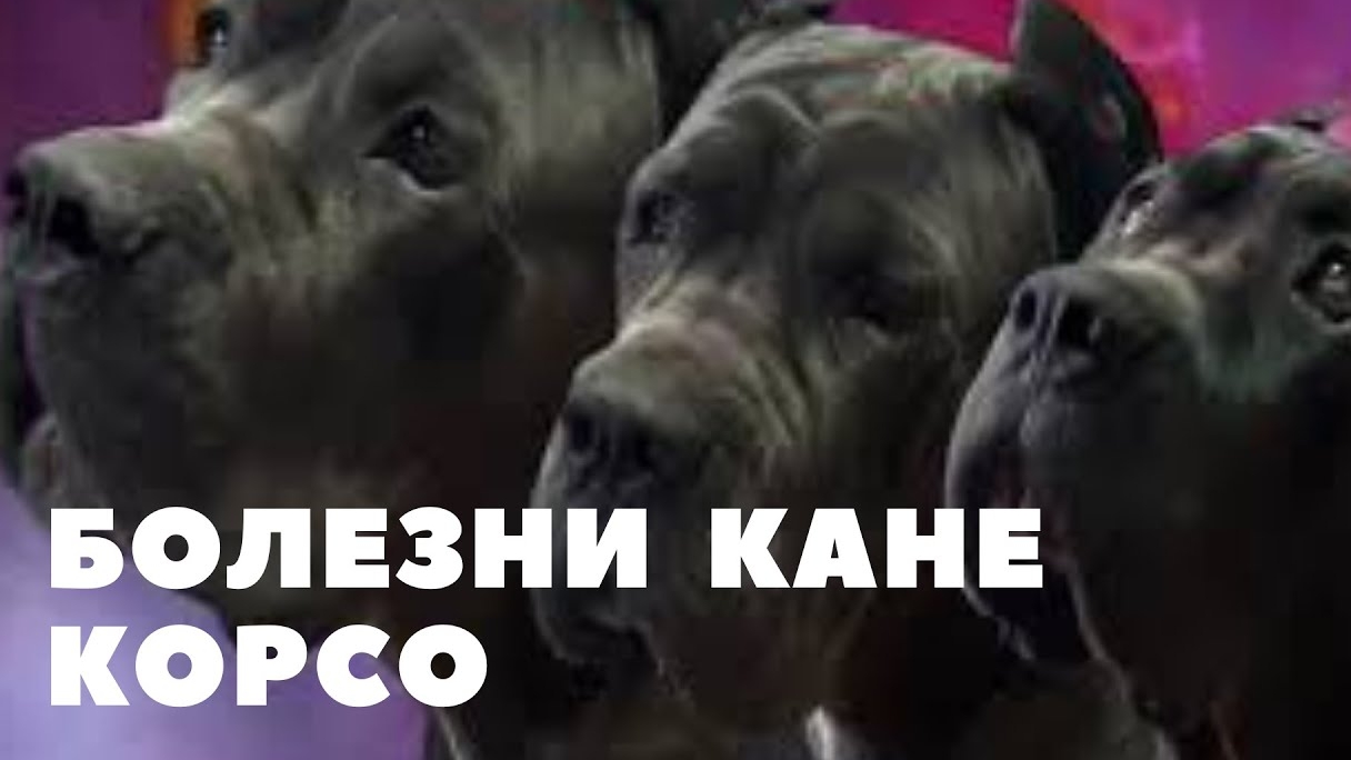 Болезни Кане Корсо смотреть онлайн