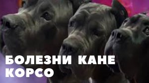 Болезни Кане Корсо