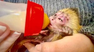 Маленький Финик очень ХОЧЕТ ЖИТЬ, а «тайгановская» кошечка его ПРИЮТИЛА!