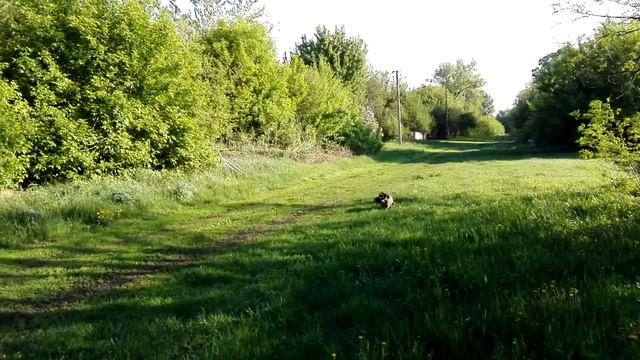 Zov lesa Барбарис 1 год _апорт фазан смотреть онлайн