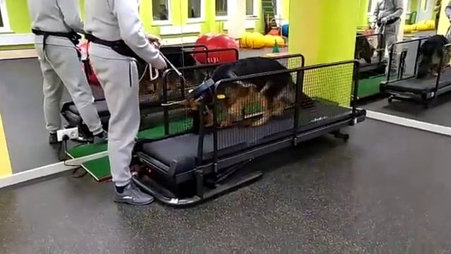 ОЗДОРОВИТЕЛЬНЫЙ КОМПЛЕКС ДЛЯ ЖИВОТНЫХ смотреть онлайн