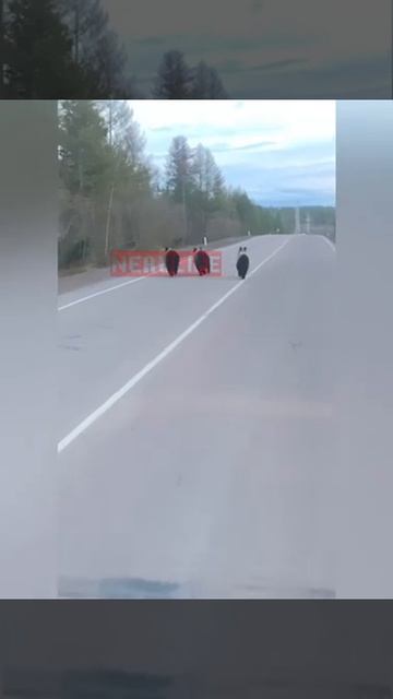 3 медведя между Нерюнгри и Сер Бором смотреть онлайн