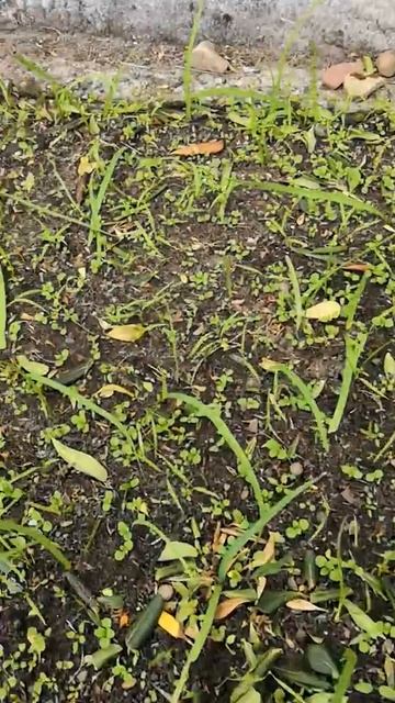 Le faux semis ! Bio Divers Cité 🌱🌻🐞 смотреть онлайн