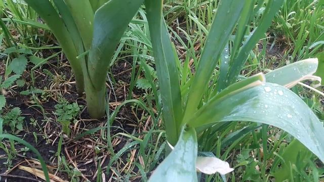 Лук-чеснок🔥