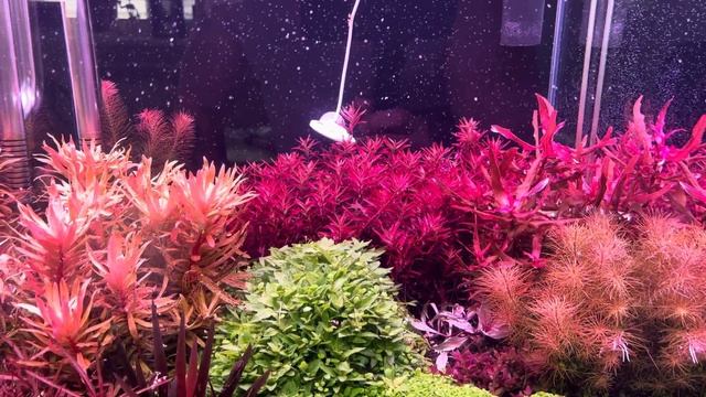 Rotala blod red смотреть онлайн