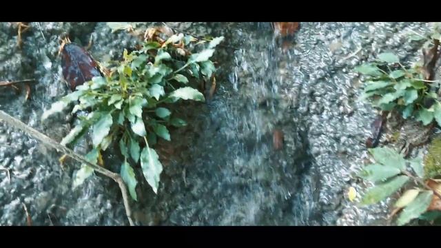AQUATIC PLANT In The WILD | SCHISMATOGLOTTIS PRIETOI
