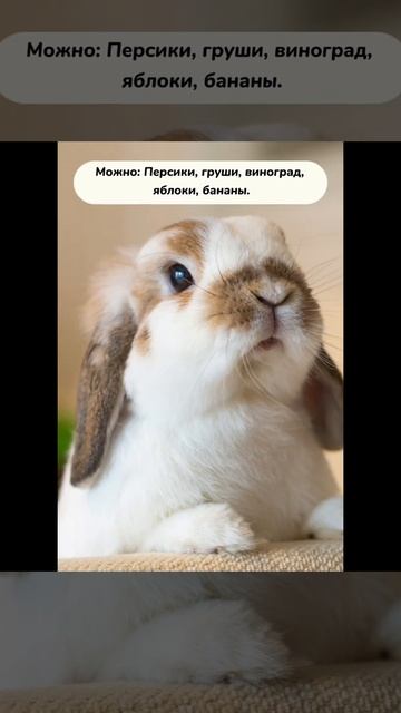 Что можно , а что нельзя декоративным кроликам🐰💕 смотреть онлайн