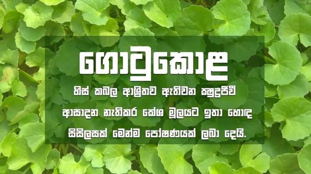 Hibiscus Hair Treatment Oil смотреть онлайн