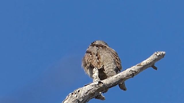 Ptice Hrvatske - Vijoglav (Jynx torquilla) (Birds of Croatia - Wryneck) (1/2) смотреть онлайн