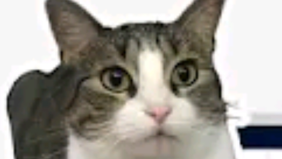 Наши любимые китики