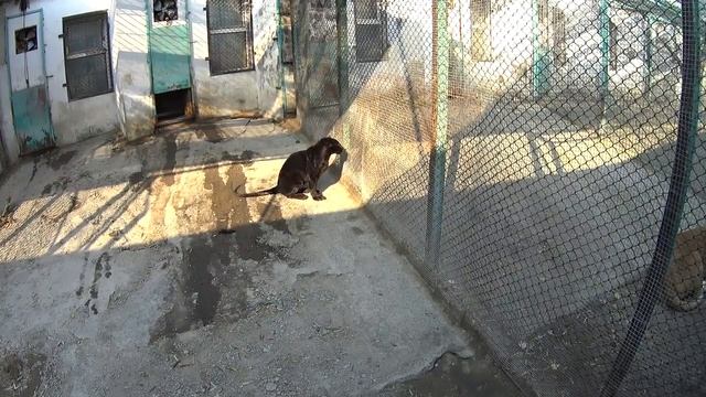 Sibirische Tiger Park Harbin смотреть онлайн