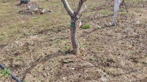 ,, Катастрофа,, У меня нет нижних скелетных ветвей.