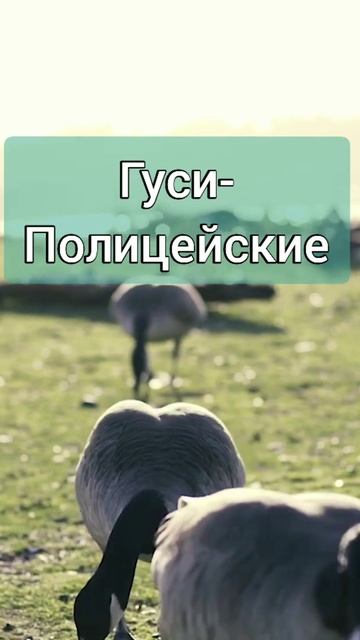 Гуси-Полицейские #shorts смотреть онлайн
