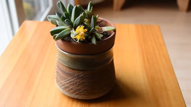 How I Take Care Of Succulent Aloinopsis Orpenii