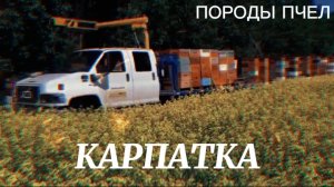 Карпатская пчела Миролюбивая, продуктивность, воровство, роение