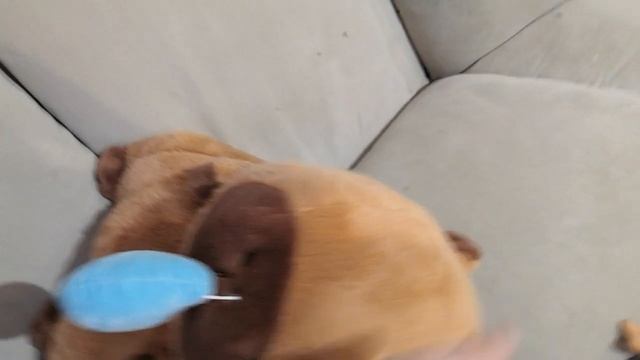 обзор на капибар-какибар смотреть онлайн