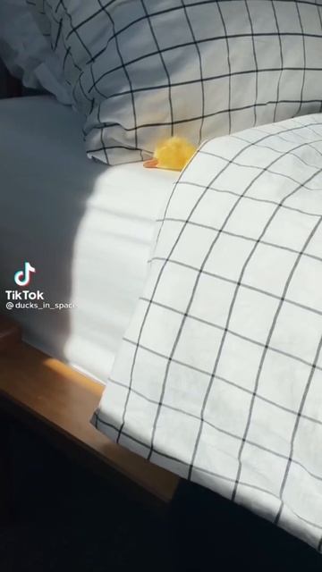 Cute baby duck sleeping in bed смотреть онлайн