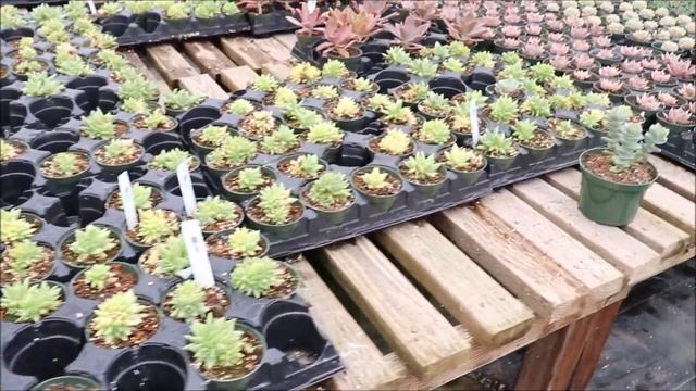 Tour of the Succulent Gardens in Castroville, California смотреть онлайн