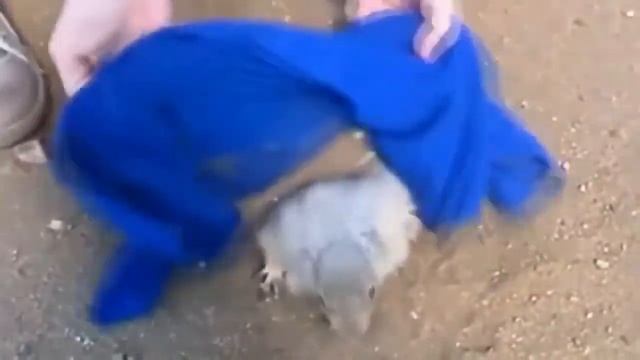 СМЕШНЫЕ ПРИКОЛЫ С СУСЛИКОМ ! СМЕЯТЬСЯ ДО СЛЁЗ ! смотреть онлайн