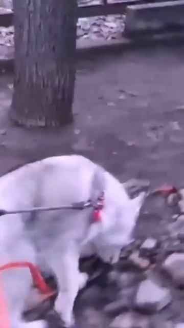 #husmut Хаски Рокки смотреть онлайн