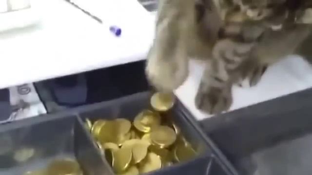 коты воришки смотреть онлайн