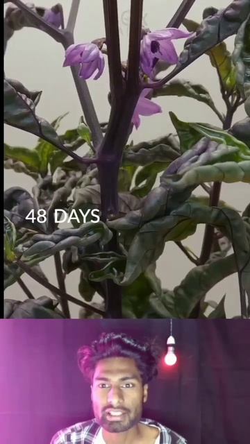 Growing YELLOW HABANERO Time-lapse||#shorts смотреть онлайн