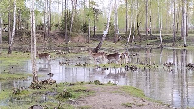 Диприз - парк животных в Барановичах смотреть онлайн
