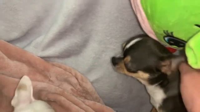 Забыла про Милусино день рождение, надо исправляться. смотреть онлайн