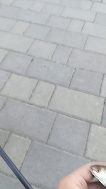 Плотва на поплавок!!! #рыбалка #video #fishing #viral #рыбак #reels #плотва #shorts #река #Ока #Орë смотреть онлайн