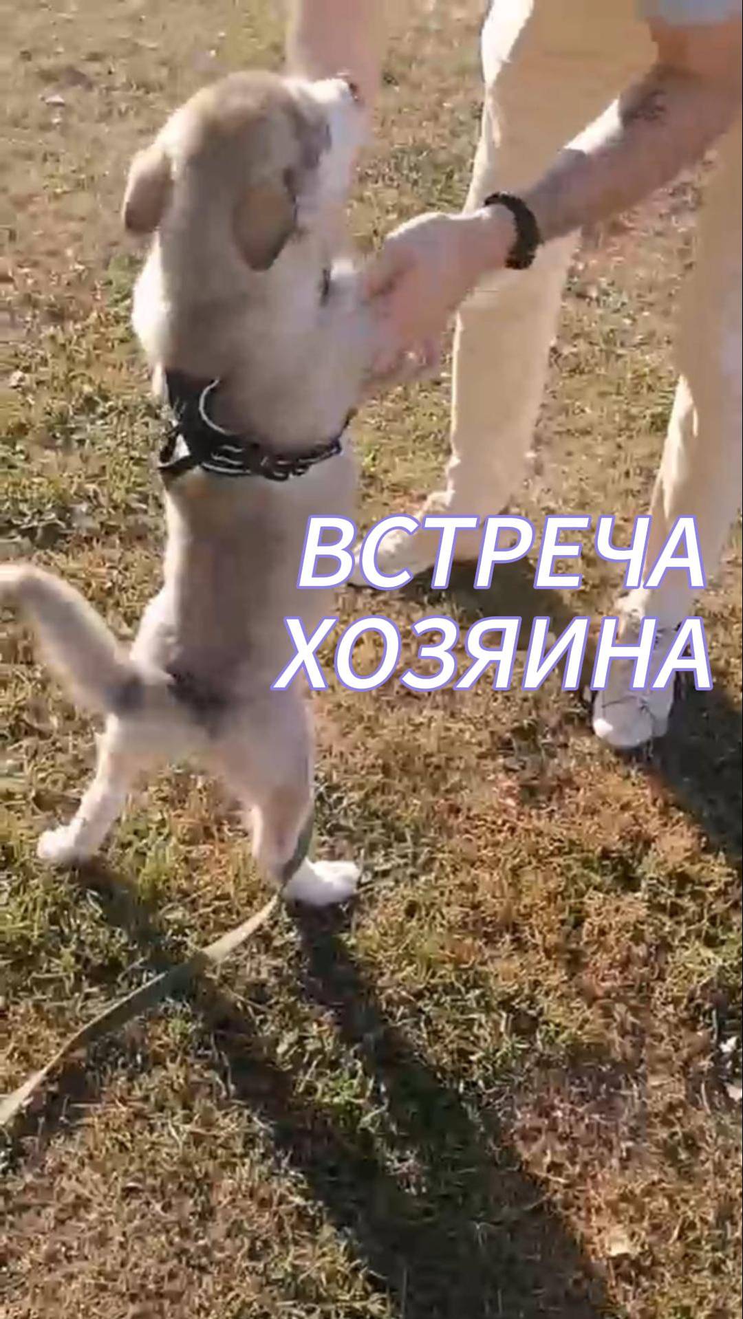 встречаем хозяина