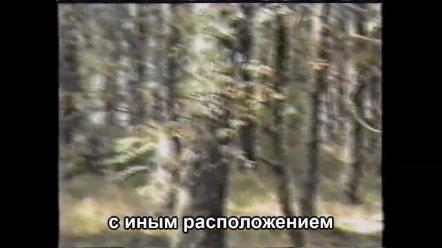 Калининградская анатомия спортивного ориентирования №2 «Аркадий» смотреть онлайн