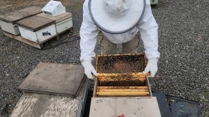 1000280638.mp4 просмотр пришедших отводков с Калифорнии процент облета маток