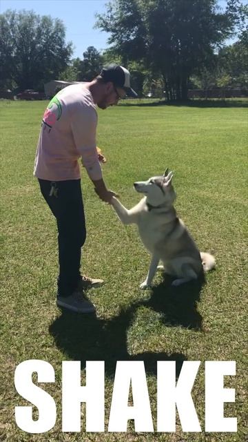 HUSKY DOG DOES 5 AMAZING OFF-LEASH TRICKS!! смотреть онлайн