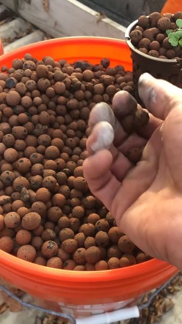 Hydrocorals Hydroton Expanded Clay Pellets смотреть онлайн