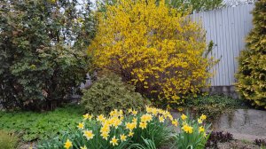 Прогулка по саду 10.04.25 г. Тюльпаны окрасились, розы подрастают, а кустарники восстанавливаются.