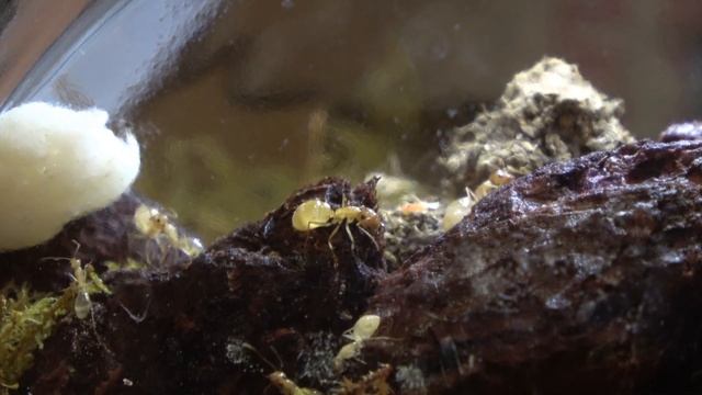 Camponotus Fedtschenkoi смотреть онлайн