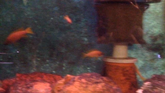 Helianthus cichlids breeder colony 2020 Dec. смотреть онлайн