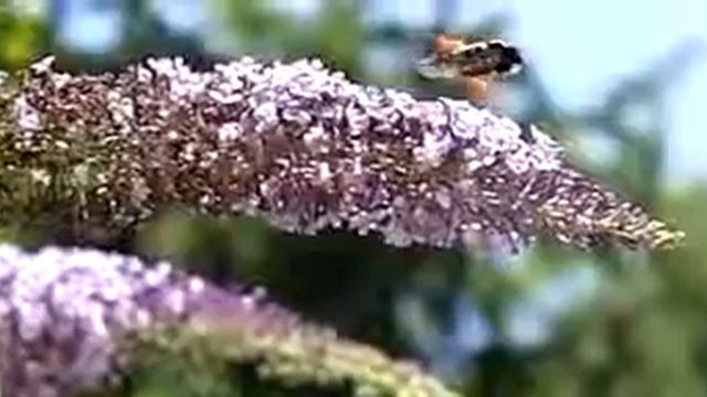 Herse Convolvuli смотреть онлайн