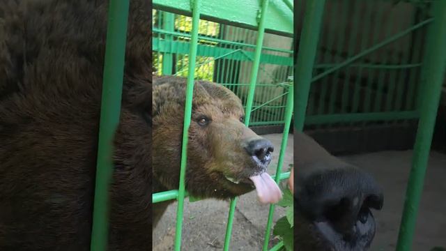 Хозяин тайги. Знакомство с Петровичем на пасеке. МЕДВЕДЬ!!! смотреть онлайн