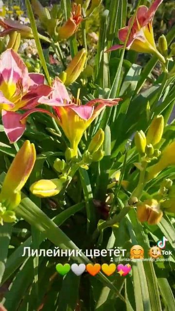 #лилейник #подпишись #любимоехобби #счастьевмелочах #flower #садмечты_своимируками #прекрасноерядом смотреть онлайн