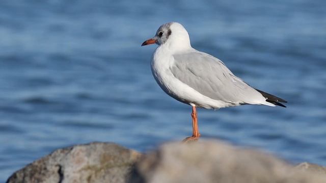 Black headed gull - Chroicocephalus ridibundus смотреть онлайн