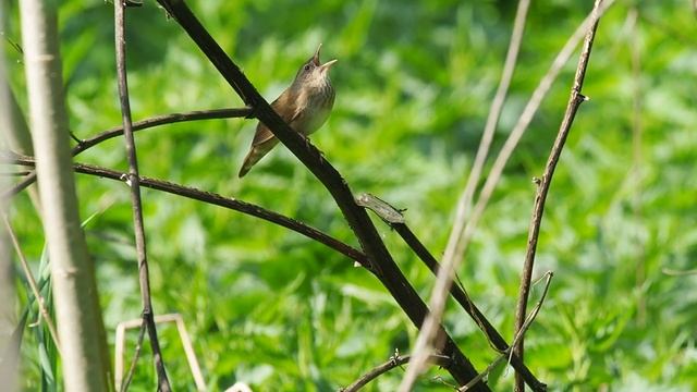 B: River Warbler (Locustella fluviatilis) смотреть онлайн