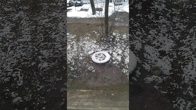 У голубей украли миску смотреть онлайн