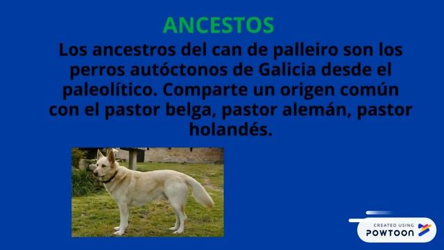 CAN DE PALLEIRO смотреть онлайн