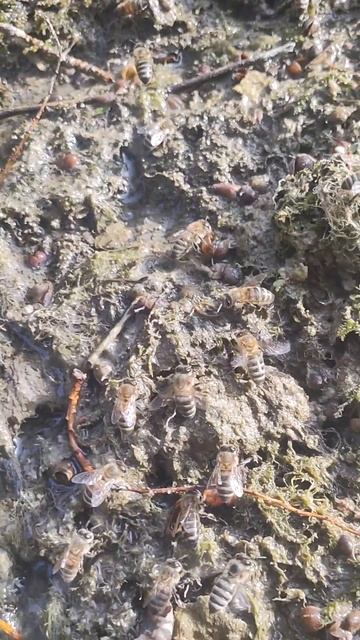 Как пчела 🐝 пьёт воду смотреть онлайн