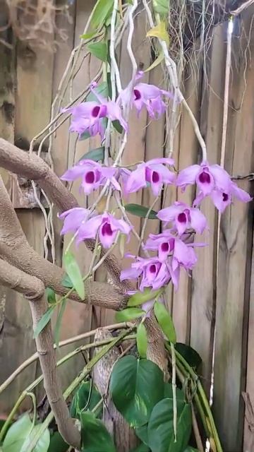 🌹SANGGUMAY ORCHIDS / DENDROBIUM ANOSMUM ORCHID🌹 смотреть онлайн