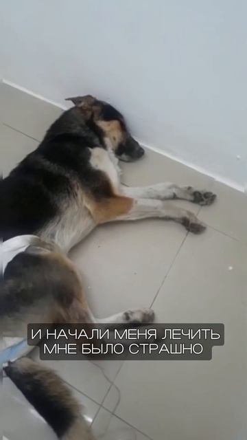 🆘я боролся с чумой ! И выжил. Но мне срочно нужна ваша помощь 🆘🙏 смотреть онлайн